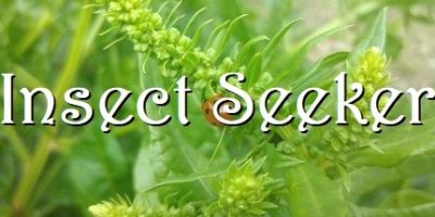 昆虫探寻者/Insect Seeker